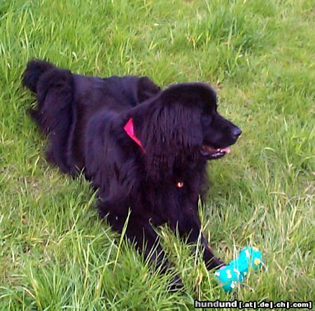 Neufundländer Hunde Foto 7528 Neufundländer