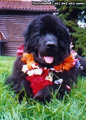 Neufundländer Hunde Foto 12899 Neufundländer Milena Victoria della Casa del` Orso als Blumenkind
