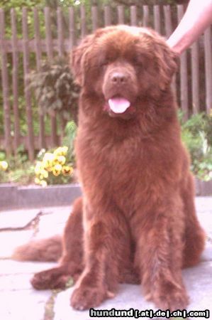 Neufundländer Hunde Foto 5181 Neufundländer N-Ben v. Elsterufer