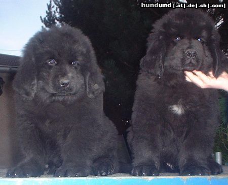Neufundländer Hunde Foto 5291 Neufundländer Nesthäkchen u.Nero v. Elsterufer