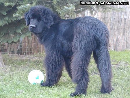 Neufundländer Hunde Foto 16066 Neufundländer Black Animals Nice