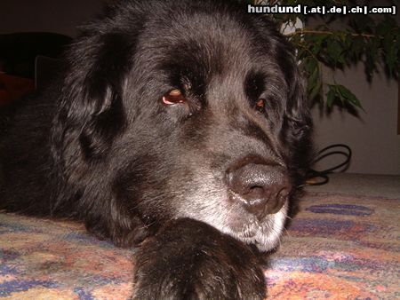 Neufundländer Hunde Foto 22778 in höherer Auflösung ansehen Neufundländer