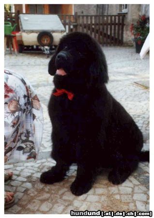 Neufundländer Hunde Foto 5290 Neufundländer Oskar v.Elsterufer