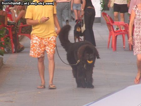 Neufundländer Hunde Foto 23102 in höherer Auflösung ansehen Neufundländer Leon aus Spanien (Marbella)