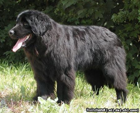 Neufundländer Hunde Foto 5267 Neufundländer Heute am 29.08.03 1 Jahr alt