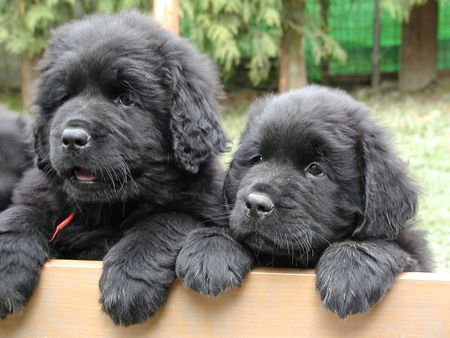 Neufundländer Hunde Foto 1085 Neufundländer nun beginnt der Ernst des Lebens