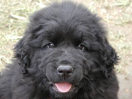 Neufundländer Hunde Foto 1086 Neufundländer