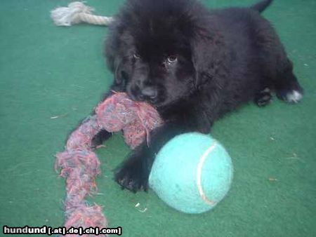 Neufundländer Hunde Foto 6335 Neufundländer Pagy12 Wochen alt