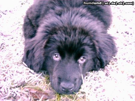 Neufundländer Hunde Foto 7549 Neufundländer Luna 10 Wochen