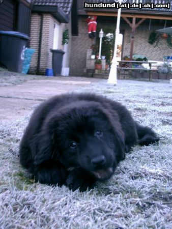 Neufundländer Hunde Foto 7537 Neufundländer Luna 10 Wochen