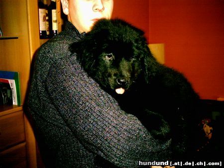Neufundländer Hunde Foto 7636 Neufundländer Luna 10 Wochen
