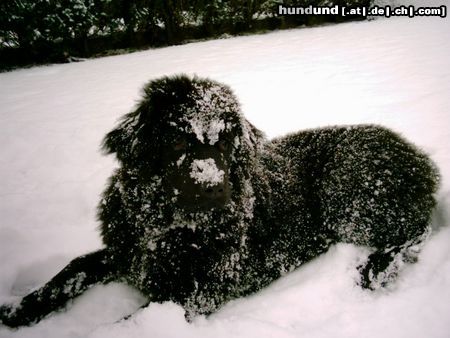 Neufundländer Hunde Foto 8572 Neufundländer Luna