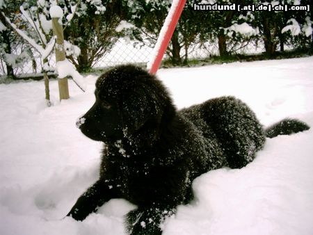 Neufundländer Hunde Foto 8571 Neufundländer Luna
