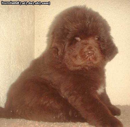 Neufundländer Hunde Foto 9757 Neufundländer Ruby v.Elsterufer, 7Wochen alt