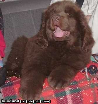 Neufundländer Hunde Foto 11487 Neufundländer Sydney geb.14.3.04(10Wochenalt)