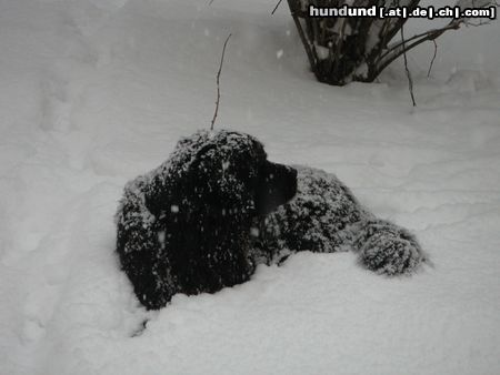 Neufundländer Hunde Foto 6722 Neufundländer Schneeball
