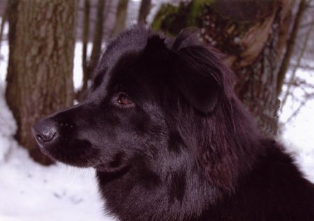 Neufundländer Unser Kleiner Liebling