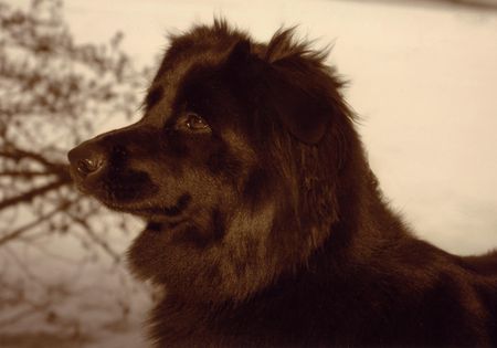 Neufundländer Hunde Foto 27735 in höherer Auflösung ansehen Neufundländer Unser Kleiner Liebling