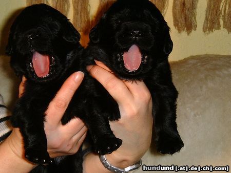 Neufundländer Hunde Foto 5165 Neufundländer