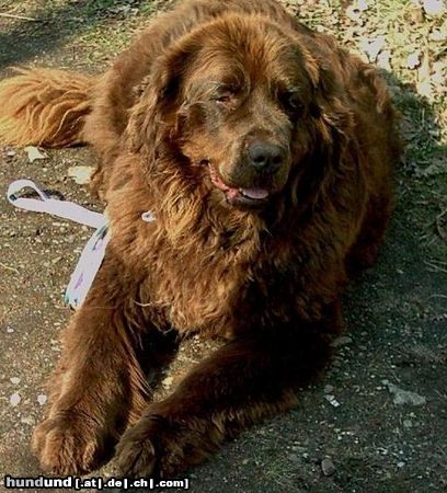 Neufundländer Hunde Foto 8141 Neufundländer Xanny Queen von Freudenthal 6,5 Jahre und kein bisschen leiser