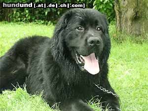 Neufundländer Hunde Foto 3050 Neufundländer Aaron v. Fürstenfelde