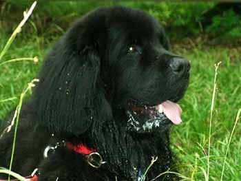 Neufundländer Hunde Foto 1692 Neufundländer achat v.d. steller buttjern