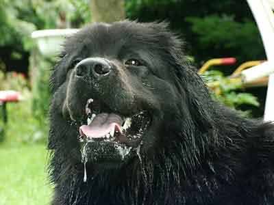 Neufundländer Hunde Foto 2571 Neufundländer Ayscha v. Fürstenfelde