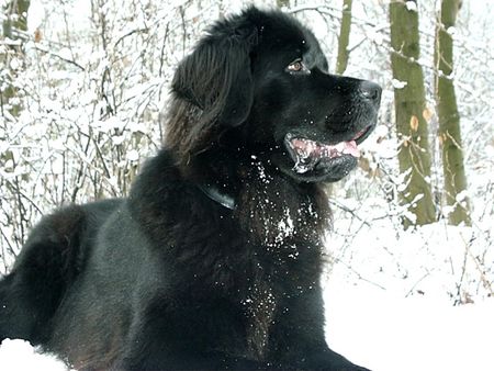 Neufundländer Hunde Foto 1690 Neufundländer Ayscha vom Fürstenfelde