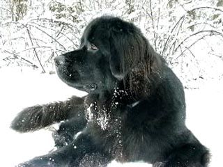 Neufundländer Hunde Foto 1898 Neufundländer Uschi