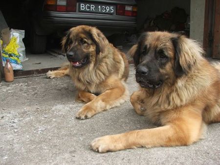 Neufundländer Arima and Toffi