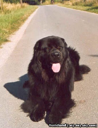 Neufundländer Hunde Foto 5747 Neufundländer Athos v. Fürstenfelde