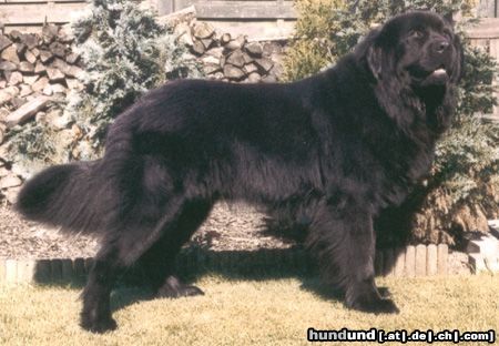 Neufundländer Hunde Foto 3037 Neufundländer Bootsmann