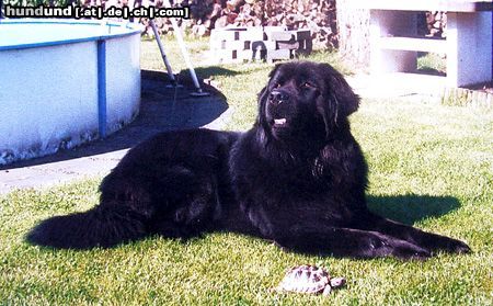 Neufundländer Hunde Foto 3039 Neufundländer Athos v. Fürstenfelde