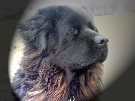 Neufundländer Hunde Foto 1991 Neufundländer Nala, Bild vom 25.01.2003