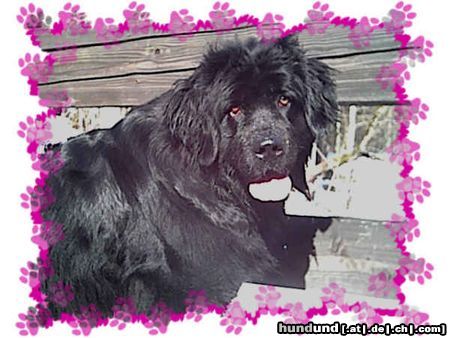 Neufundländer Hunde Foto 8446 Neufundländer Annika von der Abens gerufen Cheyenne
