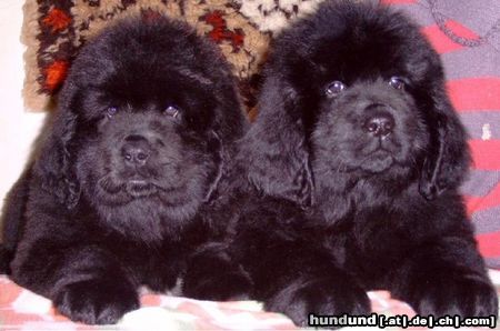 Neufundländer Hunde Foto 8537 Neufundländer Dolly und Debby Bär von Anhalt 8 Wochen