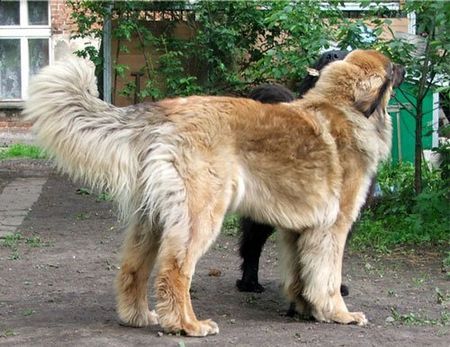 Neufundländer Hunde Foto 34544 in höherer Auflösung ansehen Neufundländer Toffi