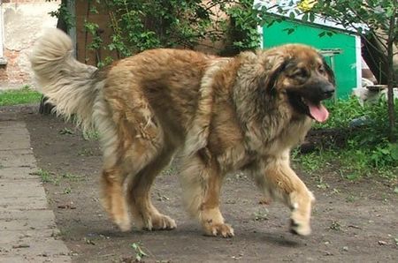 Neufundländer Hunde Foto 34545 in höherer Auflösung ansehen Neufundländer Toffi