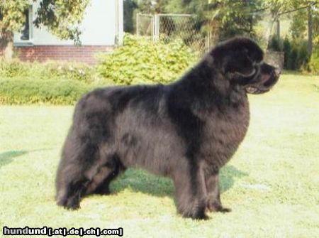 Neufundländer Hunde Foto 10199 Neufundländer FAST BEST INTELLIGENT (FBI)