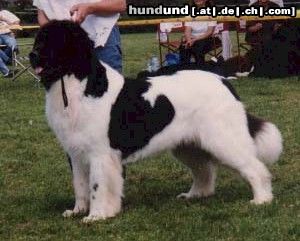 Neufundländer Hunde Foto 22917 in höherer Auflösung ansehen Neufundländer Fjordan vom Allgäuer-Bär D-CH/Lux-CH.Ch-CH