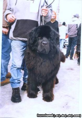 Neufundländer Hunde Foto 10201 Neufundländer GAWROSZ