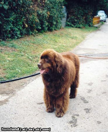 Neufundländer Hunde Foto 5191 Neufundländer Gustel v. Elsterufer