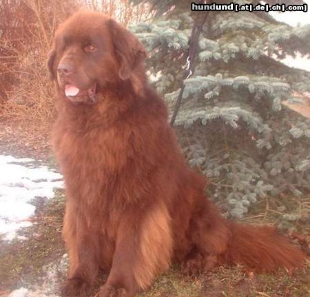 Neufundländer Hunde Foto 5295 Neufundländer Gustel v. Elsterufer