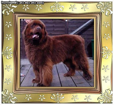 Neufundländer Hunde Foto 8515 Neufundländer Gustel v.Elsterufer