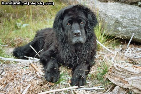Neufundländer Hunde Foto 14329 Neufundländer der beste Kamerad,Ivo v.d.Koehnitzteichen,9 J.alt