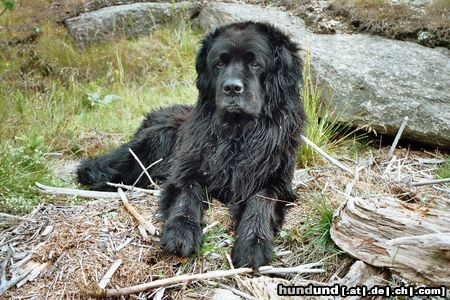 Neufundländer Hunde Foto 13711 Neufundländer Ivo von den Koehnitzteichen *4.8.1995/foto : 07/2004