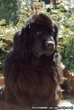 Neufundländer Hunde Foto 12852 Neufundländer die schöne Leilah