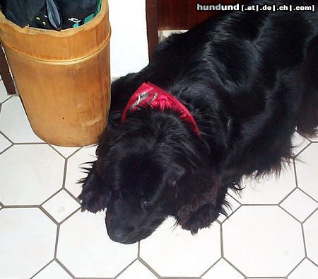 Neufundländer Hunde Foto 7530 Neufundländer