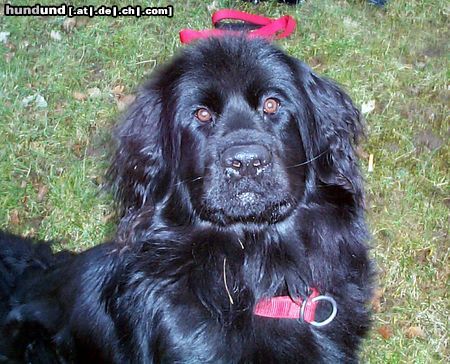 Neufundländer Hunde Foto 7533 Neufundländer