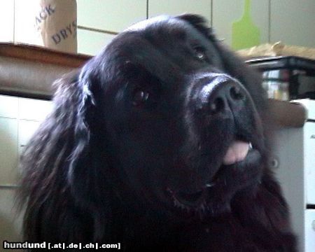 Neufundländer Hunde Foto 6190 Neufundländer Ronja